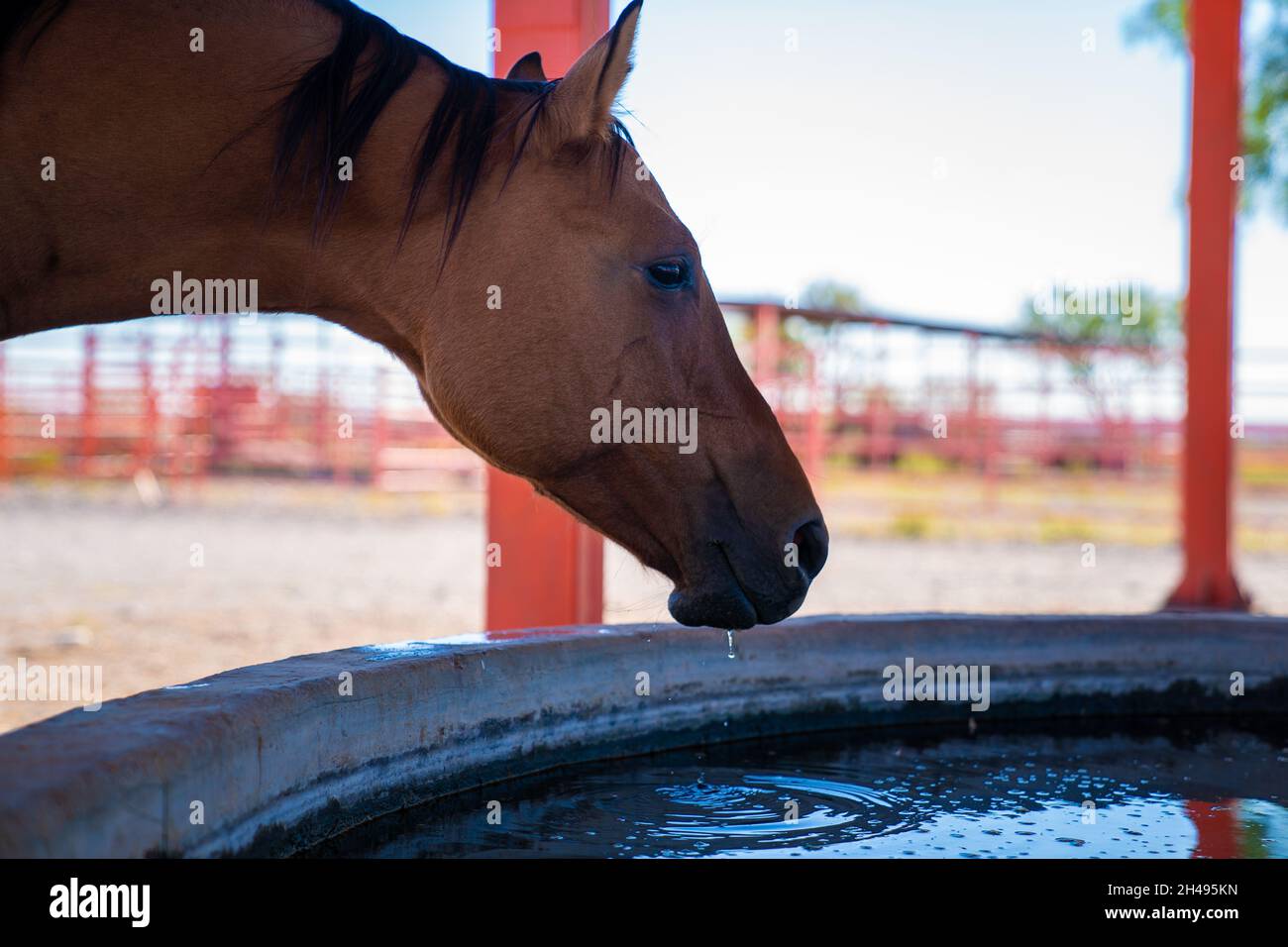 Horse drinking water and feeding Stock Photo Alamy