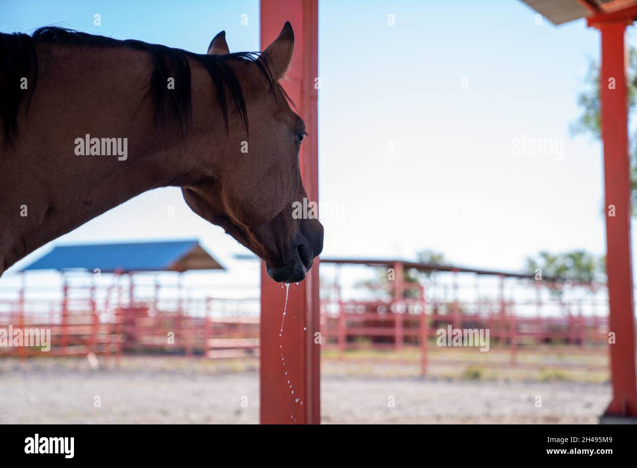 Horse drinking water and feeding Stock Photo
