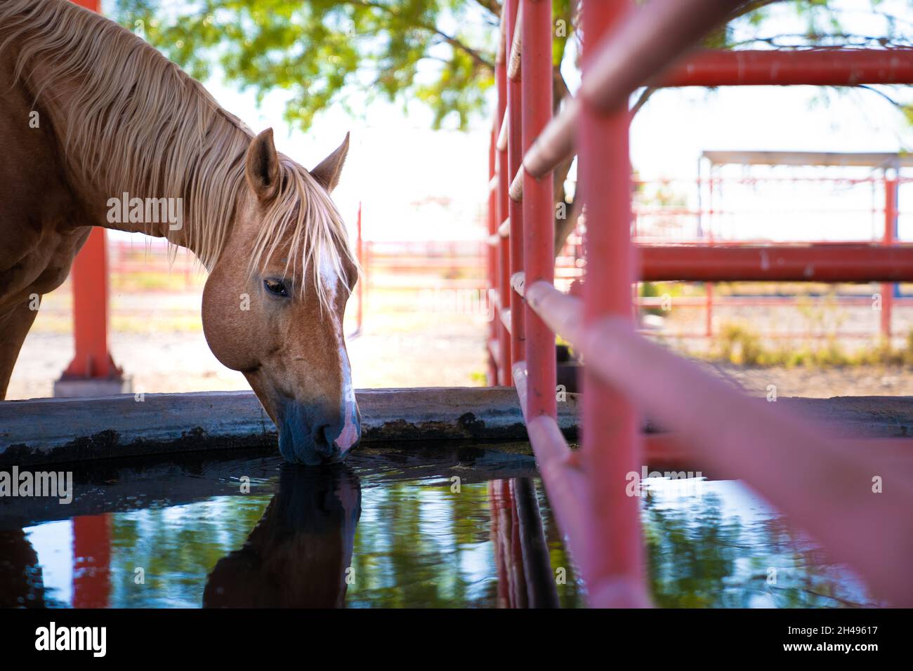Horse drinking water and feeding Stock Photo
