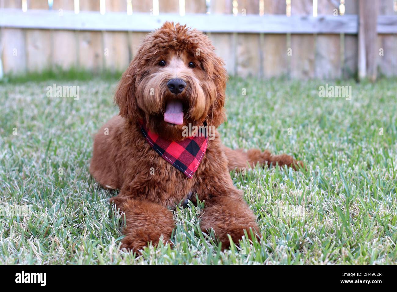 large australian labradoodle