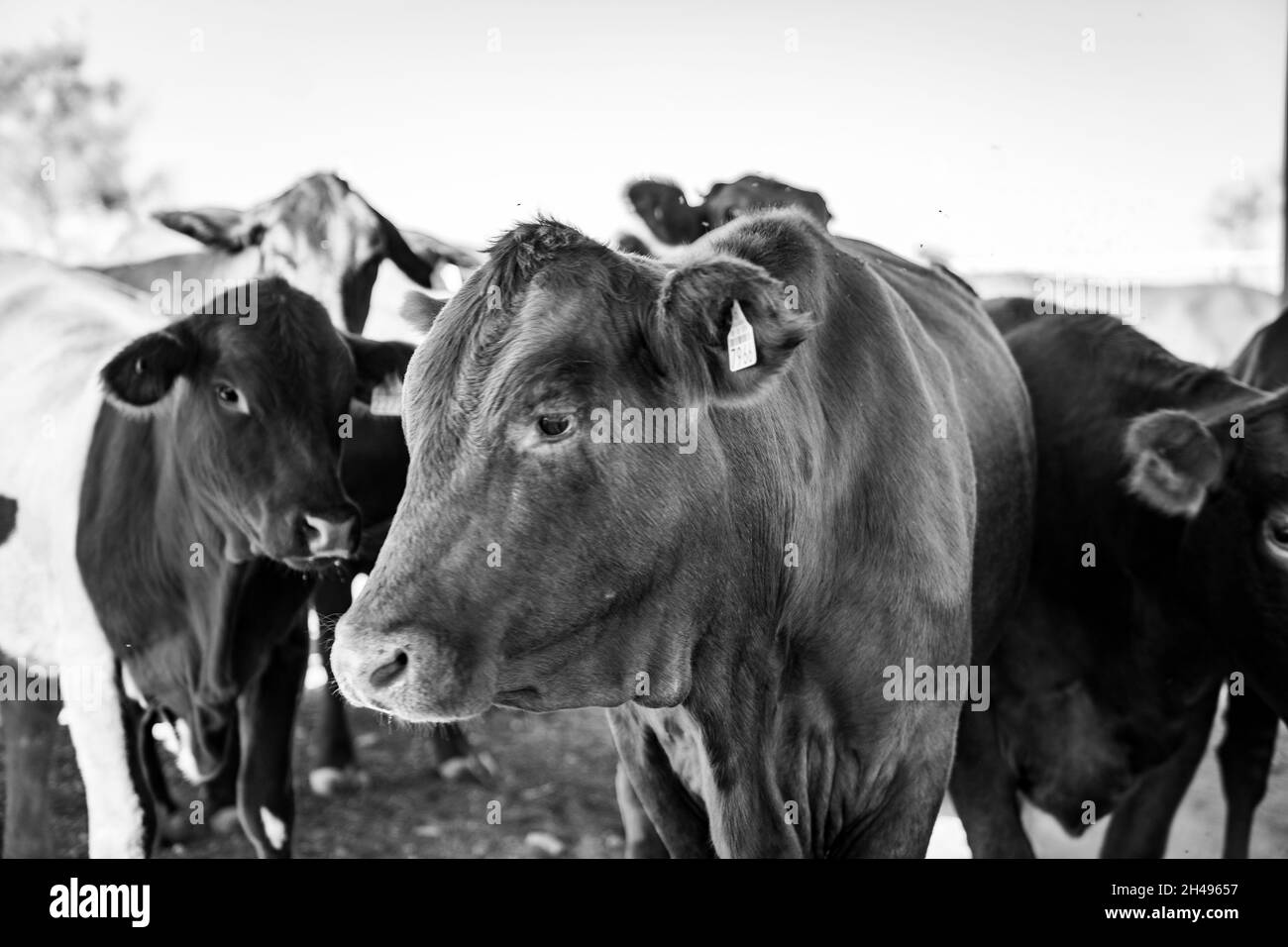 cattle coming in for feed Stock Photo