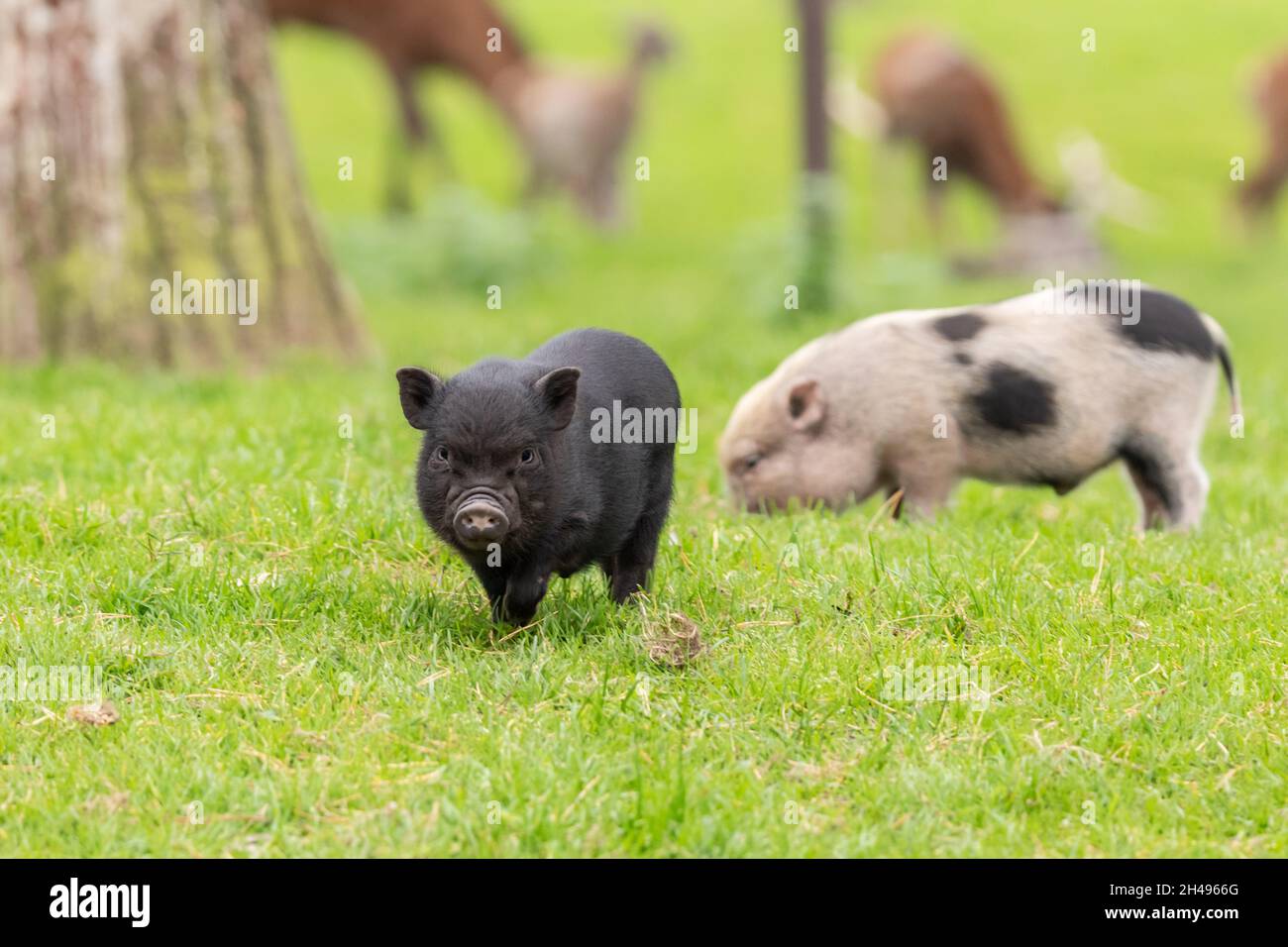 What Do Pot Belly Pigs Eat? What To Feed Foods To Avoid! AZ