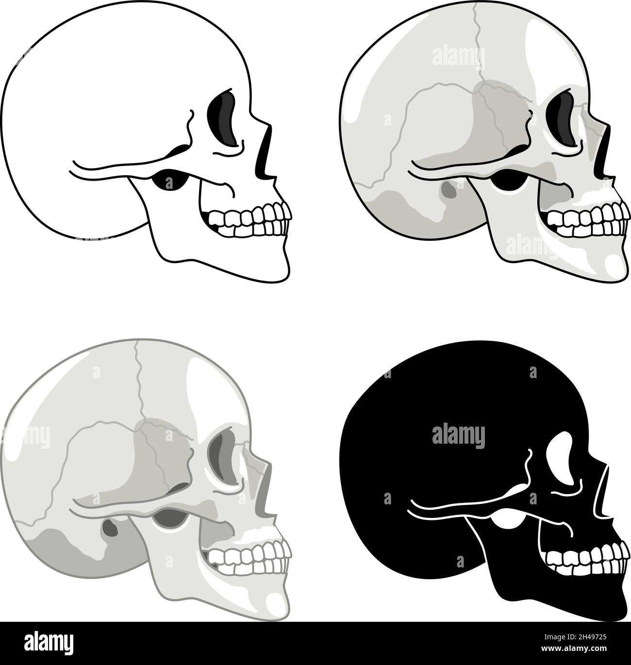 Skull profile. Detailed anatomy and halftone silhouette skulls