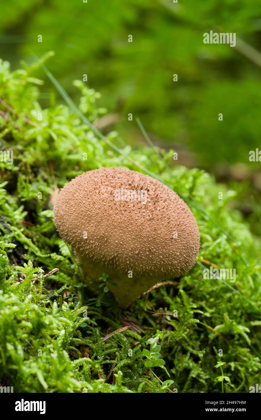 Soft Puffball mushroom (Lycoperdon molle) growing on moss covered decaying wood in a coniferous woodland in the Mendip Hills, Somerset, England. Stock Photo