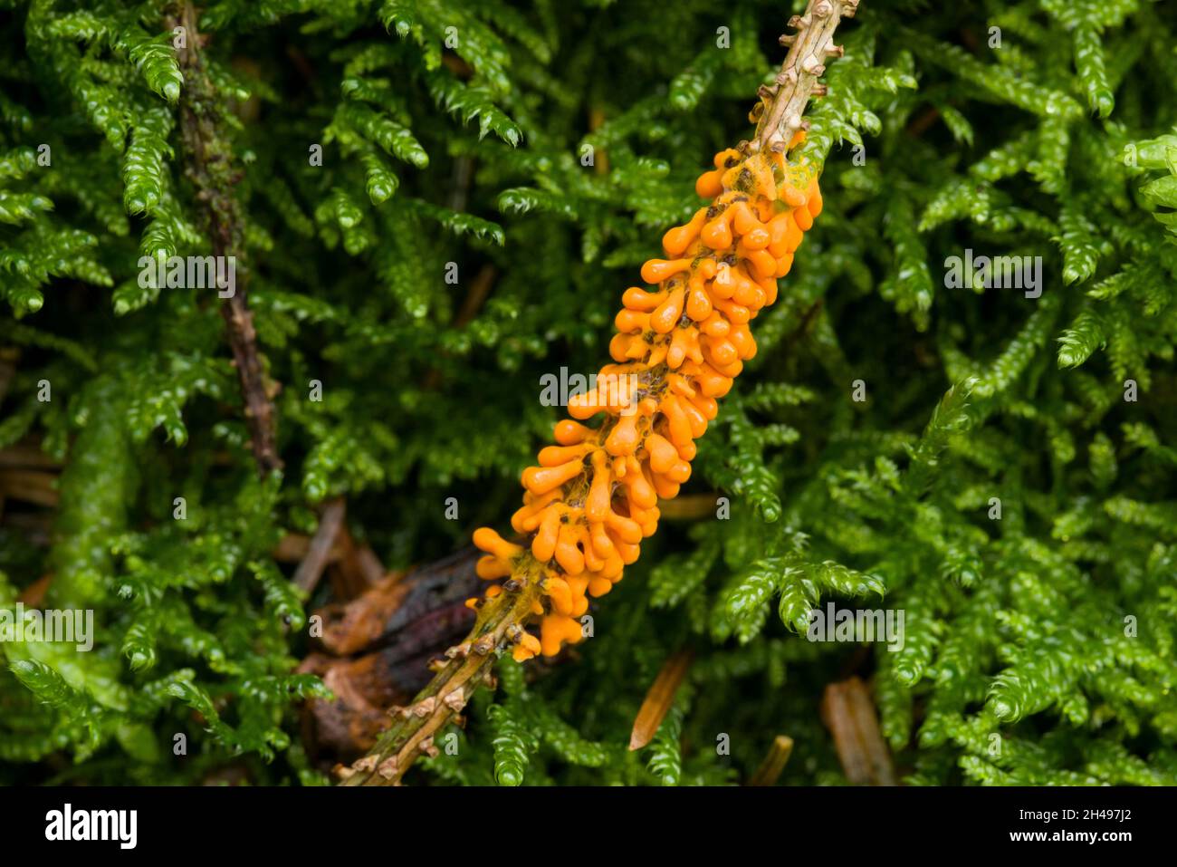 Egg-shell Slime Mould (Leocarpus fragilis) fruiting bodies in a woodland in the Mendip Hills, Somerset, England. Stock Photo