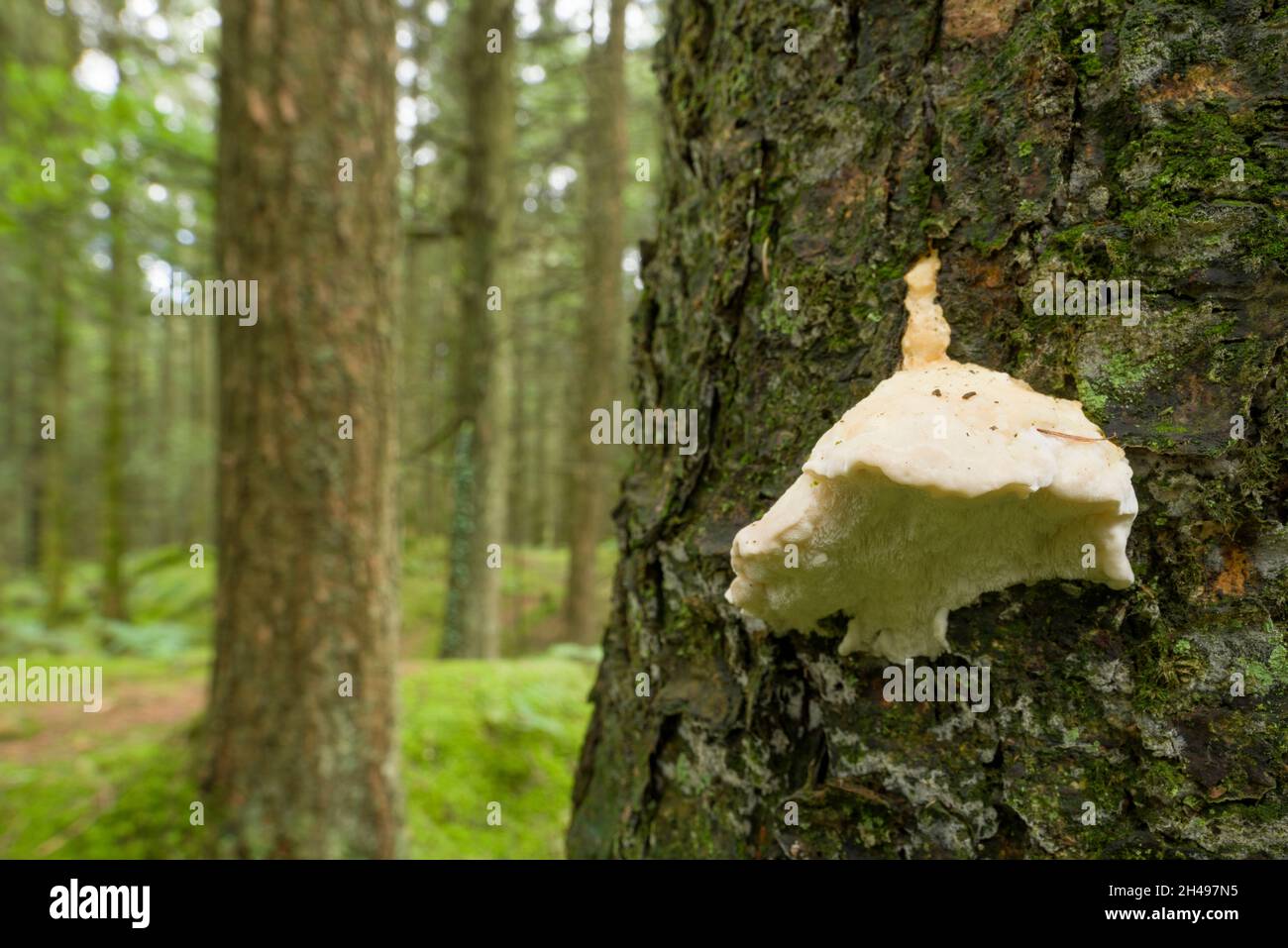 Bitter Bracket fungus (Postia stiptica) on a conifer tree in a coniferous woodland in the Mendip Hills, Somerset, England. Stock Photo