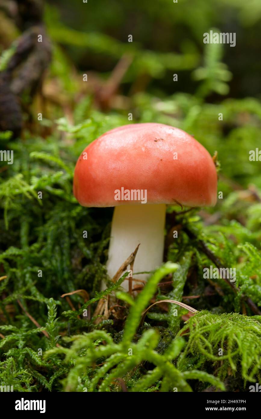 The Sickener mushroom (Russula emetica) also known as Emetic Russula or Vomiting Russula in a coniferous woodland in the Mendip Hills, Somerset, England. Stock Photo