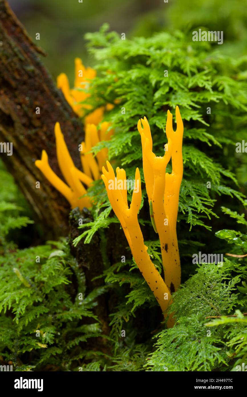 Yellow Stagshorn (Calocera viscosa) growing through moss on decaying wood in a coniferous woodland in the Mendip Hills, Somerset, England. Stock Photo