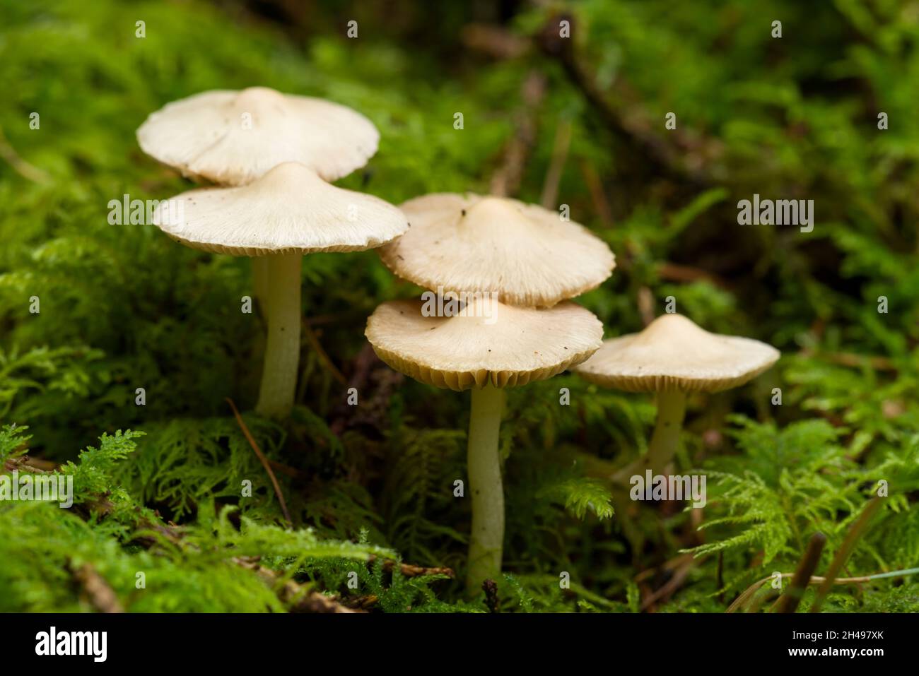 White Fibrecap (Inocybe geophylla) mushrooms on the floor of a coniferous woodland the Mendip Hills Somerset, England. Stock Photo