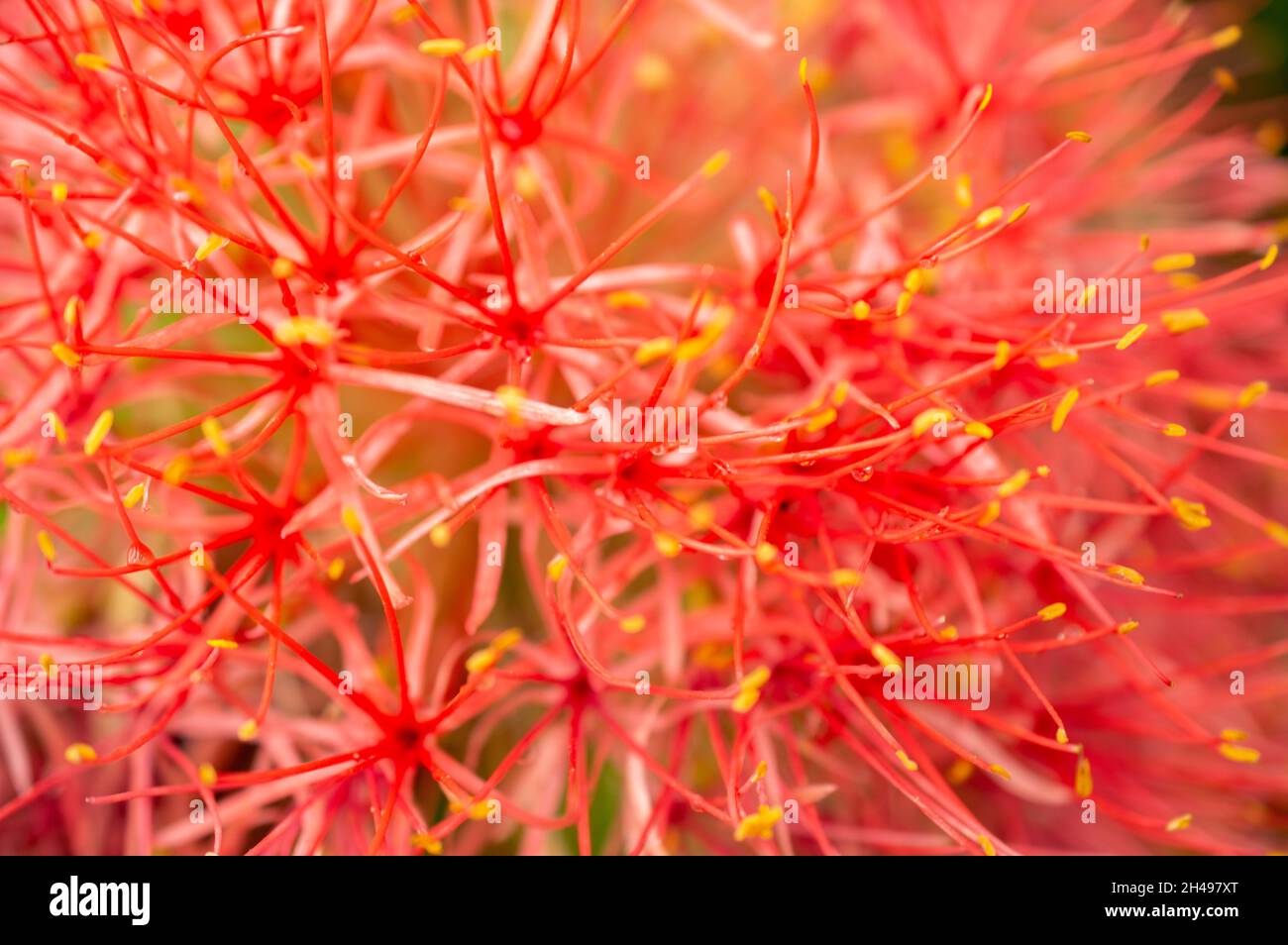 Beautiful rounded shrub with glossy green foliage, branches have