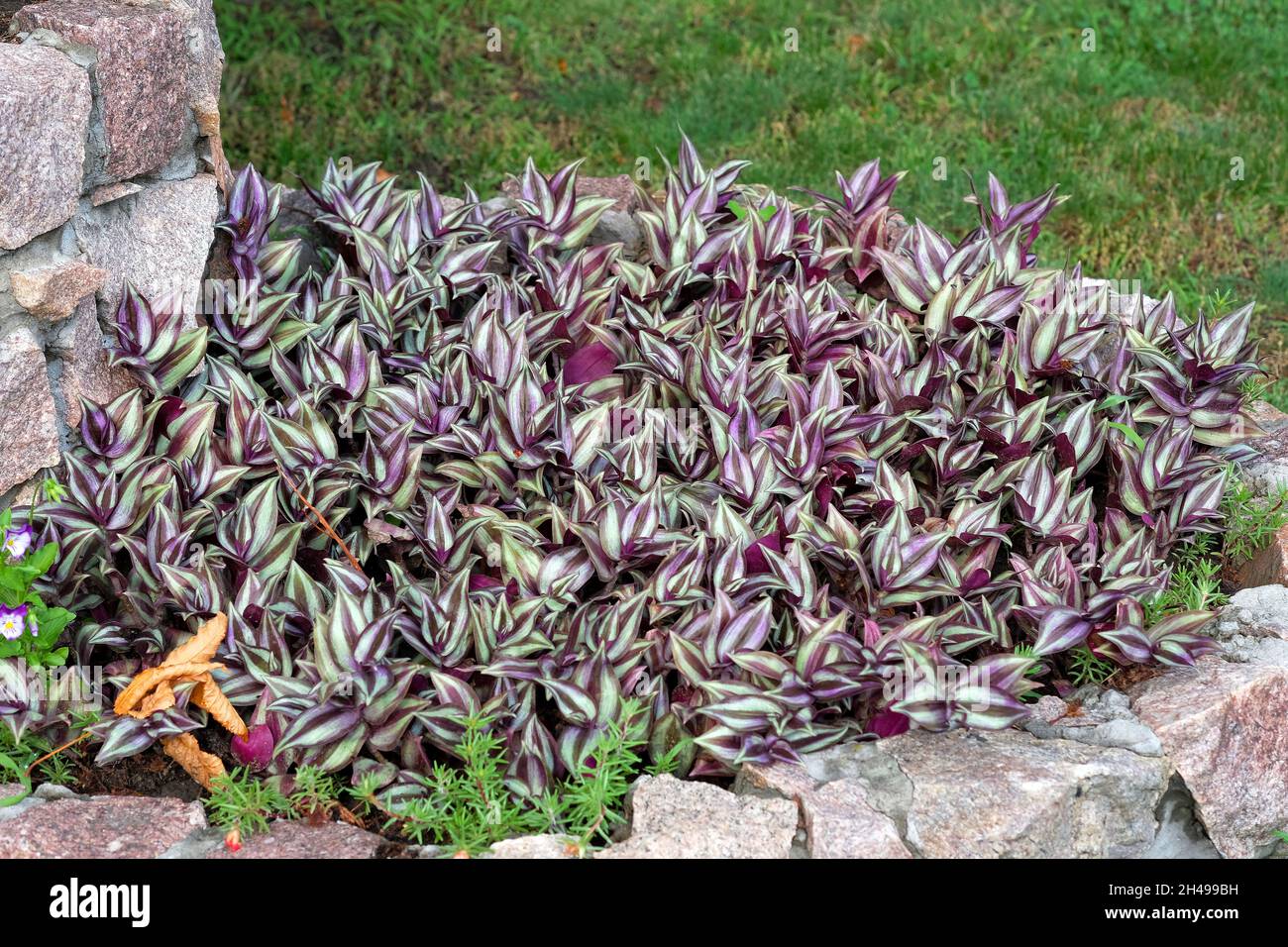 Zebrina plant in a flowerbed in the park. Zebrina purpusii as an element of landscape design. Indoor plant in summer in the garden. Many bushes of pla Stock Photo