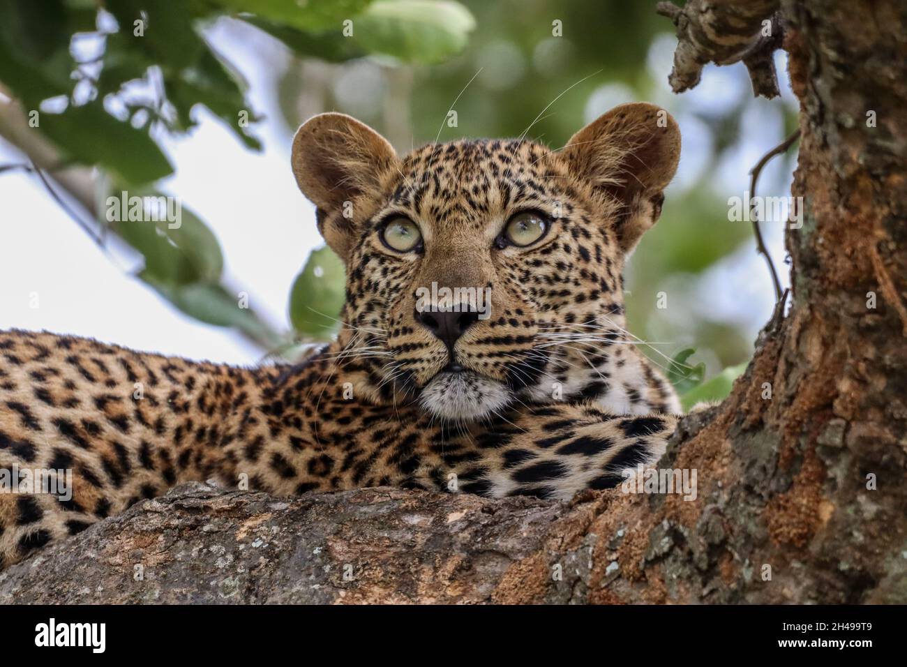 Closeup shot of a tiger on the tree captured around South Africa Stock Photo