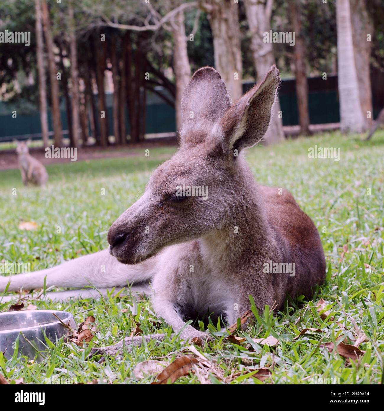 Selective focus shot of a kangaroo resting on the park Stock Photo