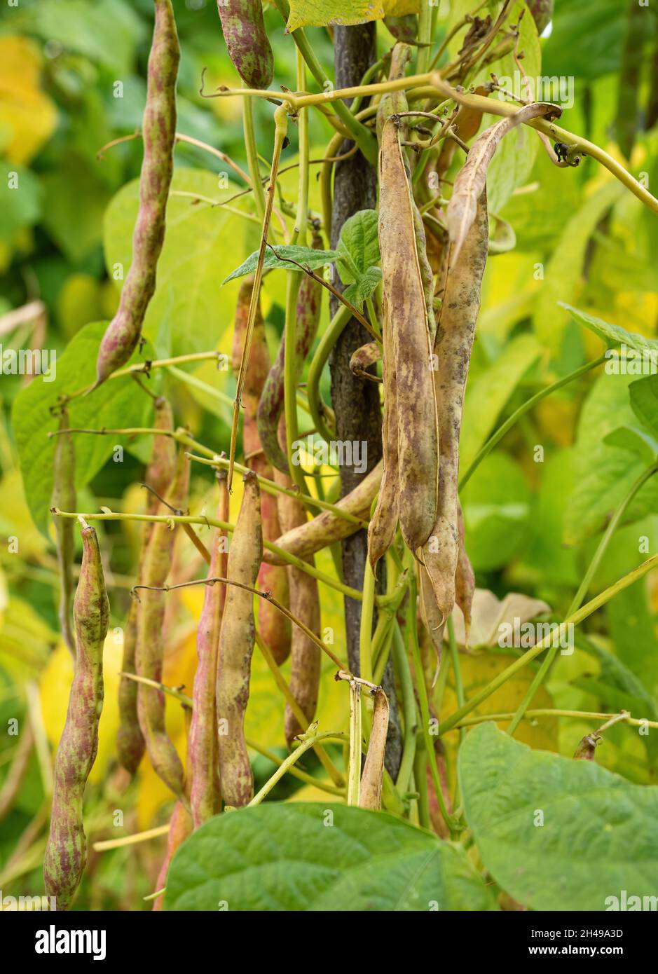 Ripe pods of kidney bean growing on farm. Bush with bunch of pods of