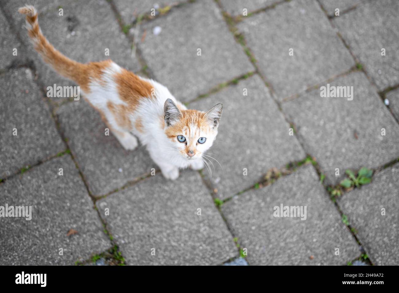 problem of stray animals, the concept of a shelter for stray cats. Stray cat begging for food. Homeless animals. Stock Photo