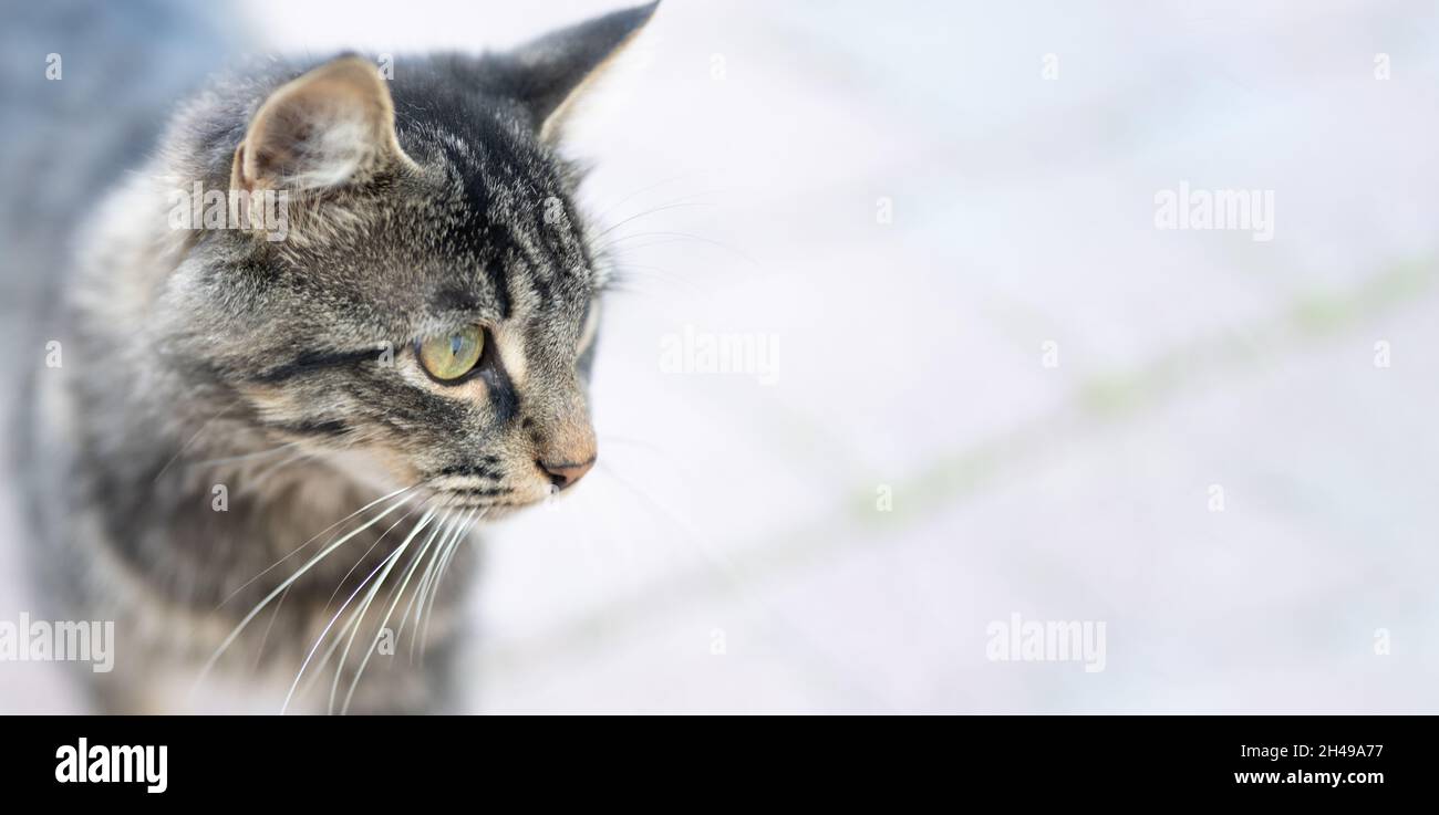 Homeless animals. Closeup of a Stray Kitty on a Street. problem of stray  animals, the concept of a shelter for stray cats. banner Stock Photo - Alamy