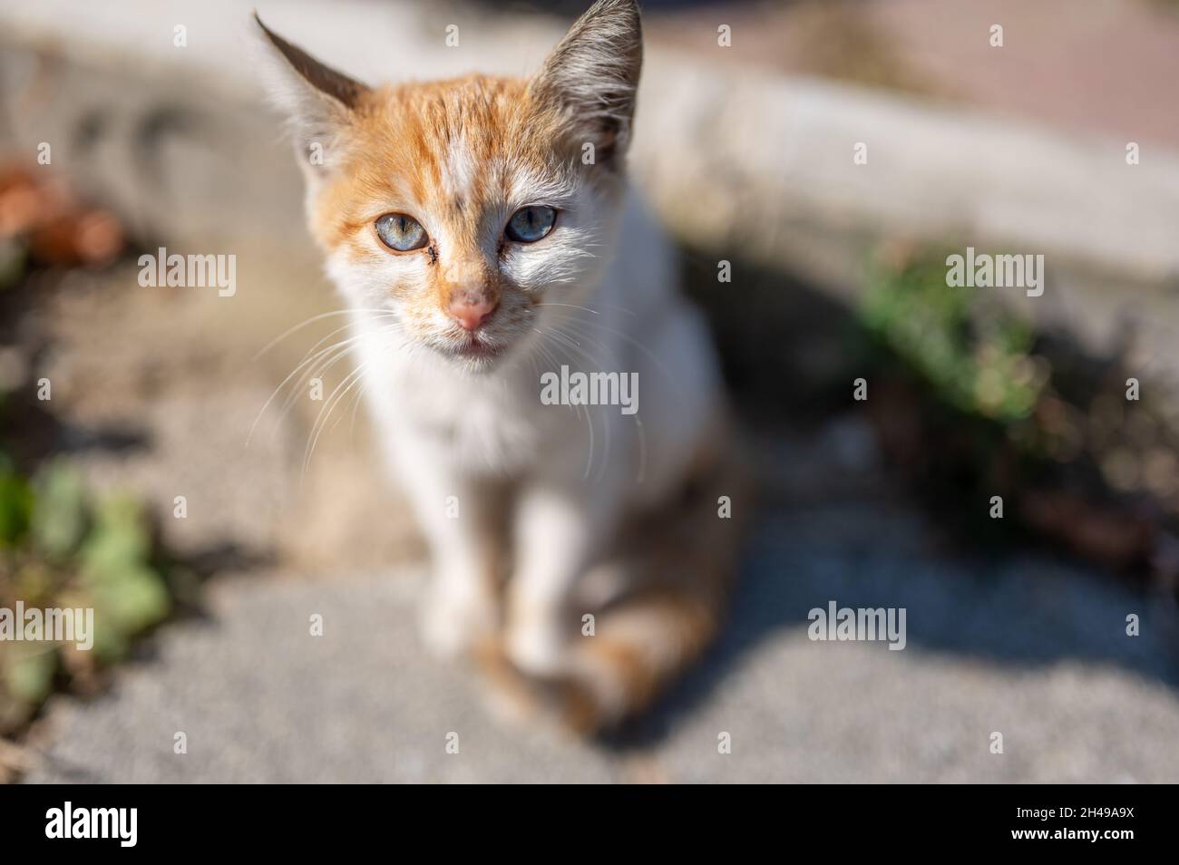 cute sick kitten begging for food. problem of stray animals, the concept of a shelter for stray cats. red kitten begging for food Stock Photo