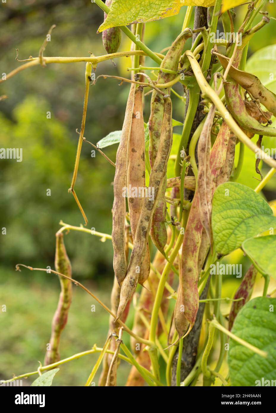 Ripe pods of kidney bean growing on farm. Bush with bunch of pods of