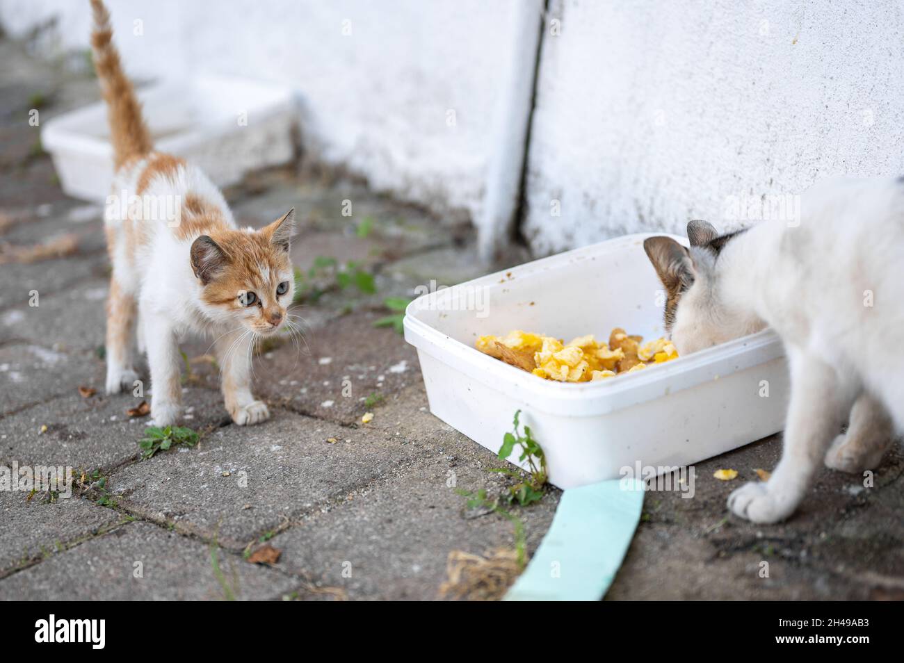 Stray cats begging for food. problem of stray animals, the concept of a
