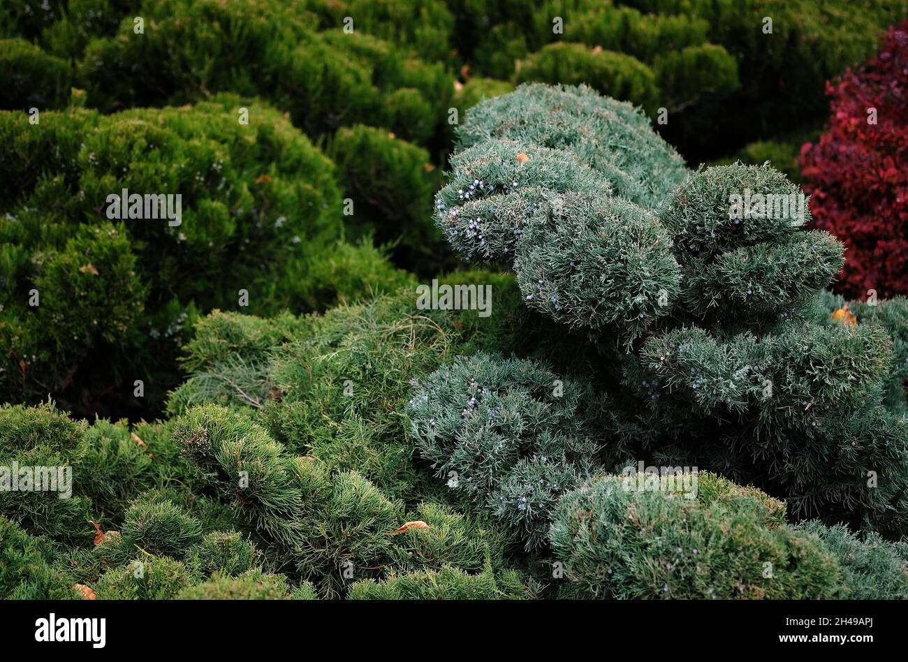 Coniferous shrubs and trees in autumn close-up. Juniper branches in the park background. Trimmed juniper bushes with blue berries. Landscape design us Stock Photo