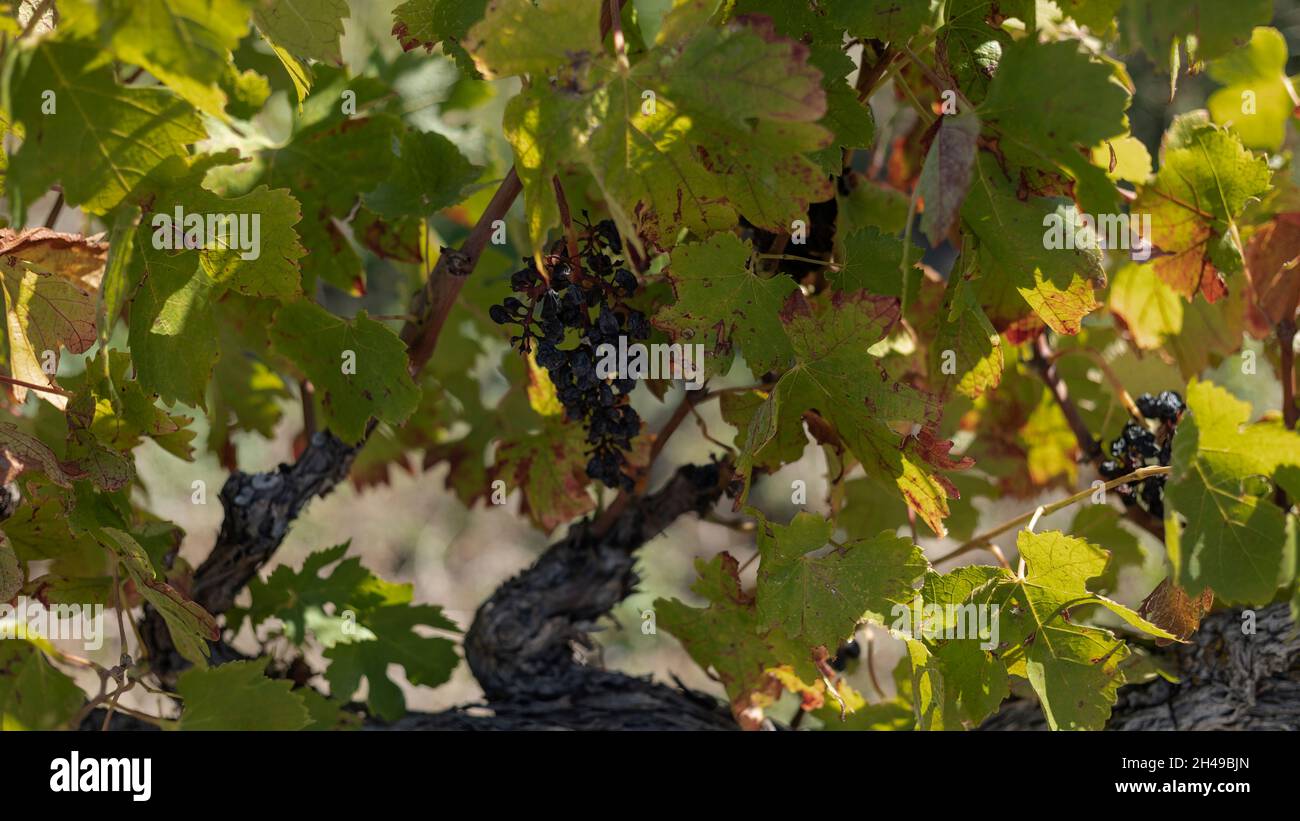 Dried up bunch of grapes left on the vine after harvesting Stock Photo