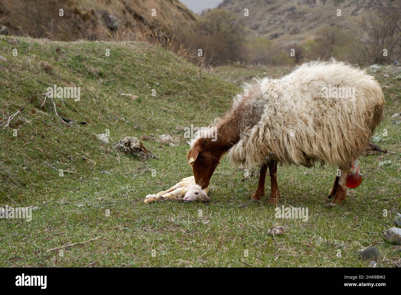 A pregnant sheep has just given birth to a lamb. In a meadow in the ...