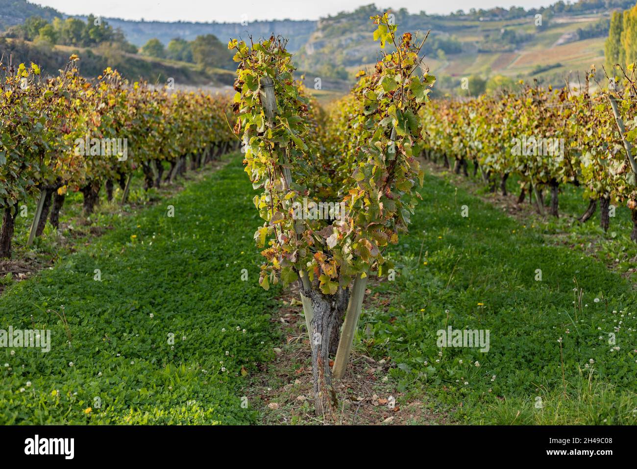 Vine training system Burgundy region Stock Photo Alamy