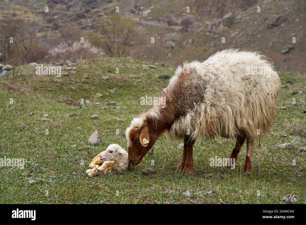 A pregnant sheep has just given birth to a lamb. In a meadow in the ...