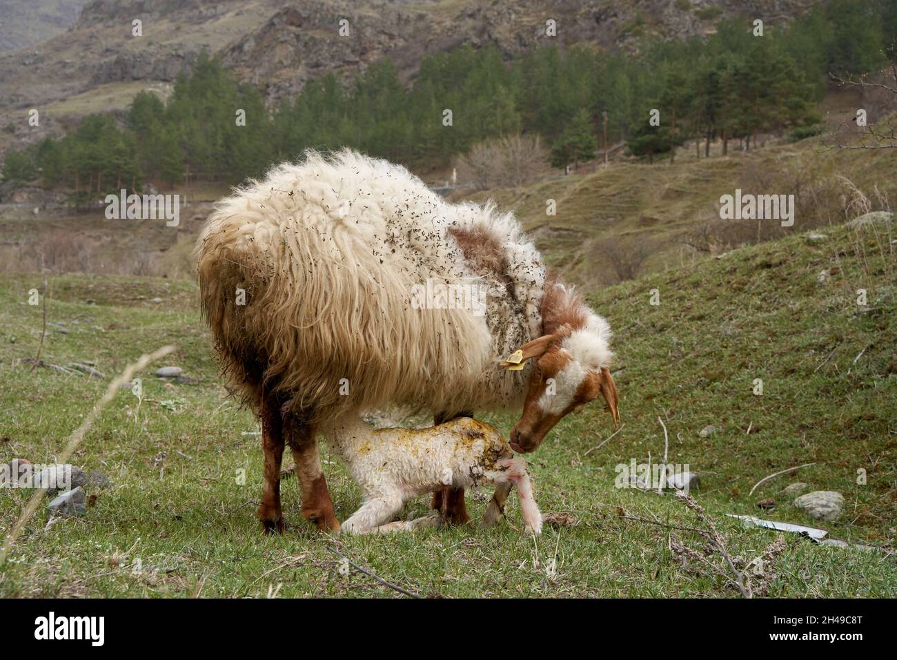 A pregnant sheep has just given birth to a lamb. In a meadow in the ...