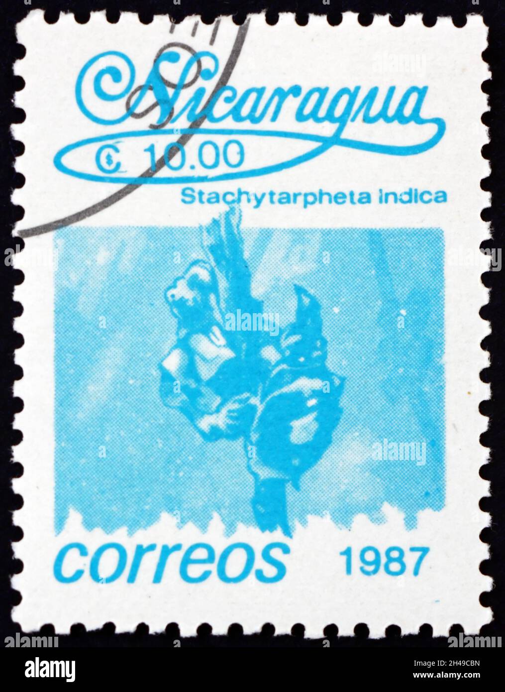 NICARAGUA - CIRCA 1987: a stamp printed in Nicaragua shows stachytarpheta indica, is a plant native to the tropical Americas, circa 1987 Stock Photo