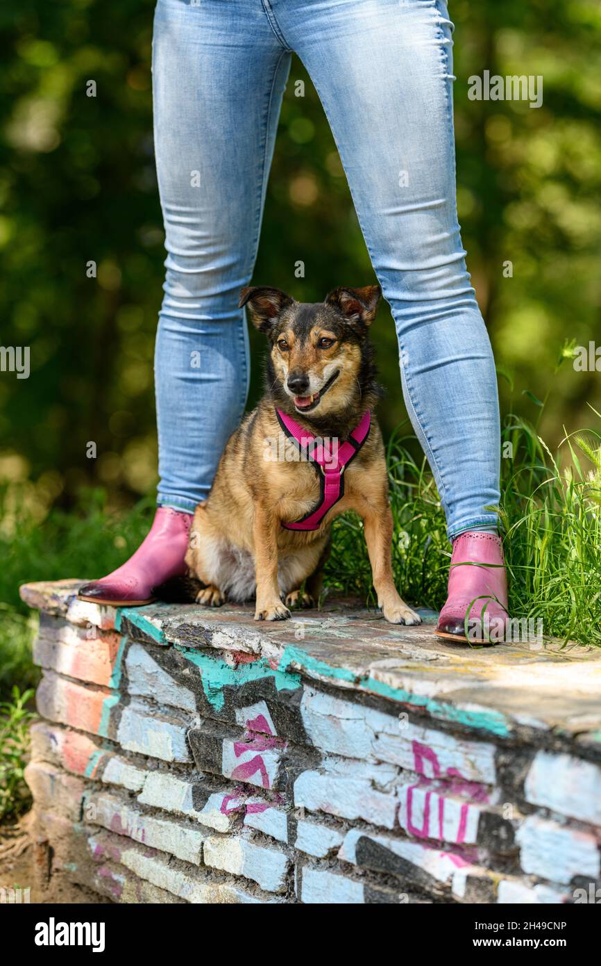 A little cute dog is sitting and posing between the legs of its mistress on a shallow wall. Stock Photo