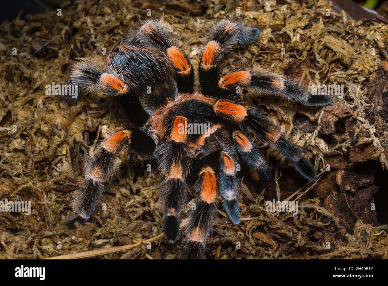 Brachypelma Hamorii (ex Smithi) macro, close up Stock Photo - Alamy