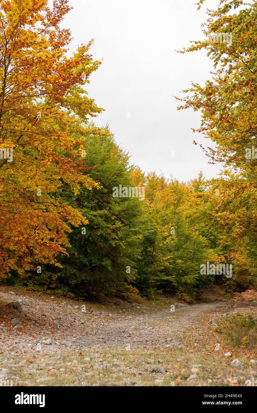 Fall season in Albania. Colorful autumn forest landscape Stock Photo - Alamy, image size:866x1390