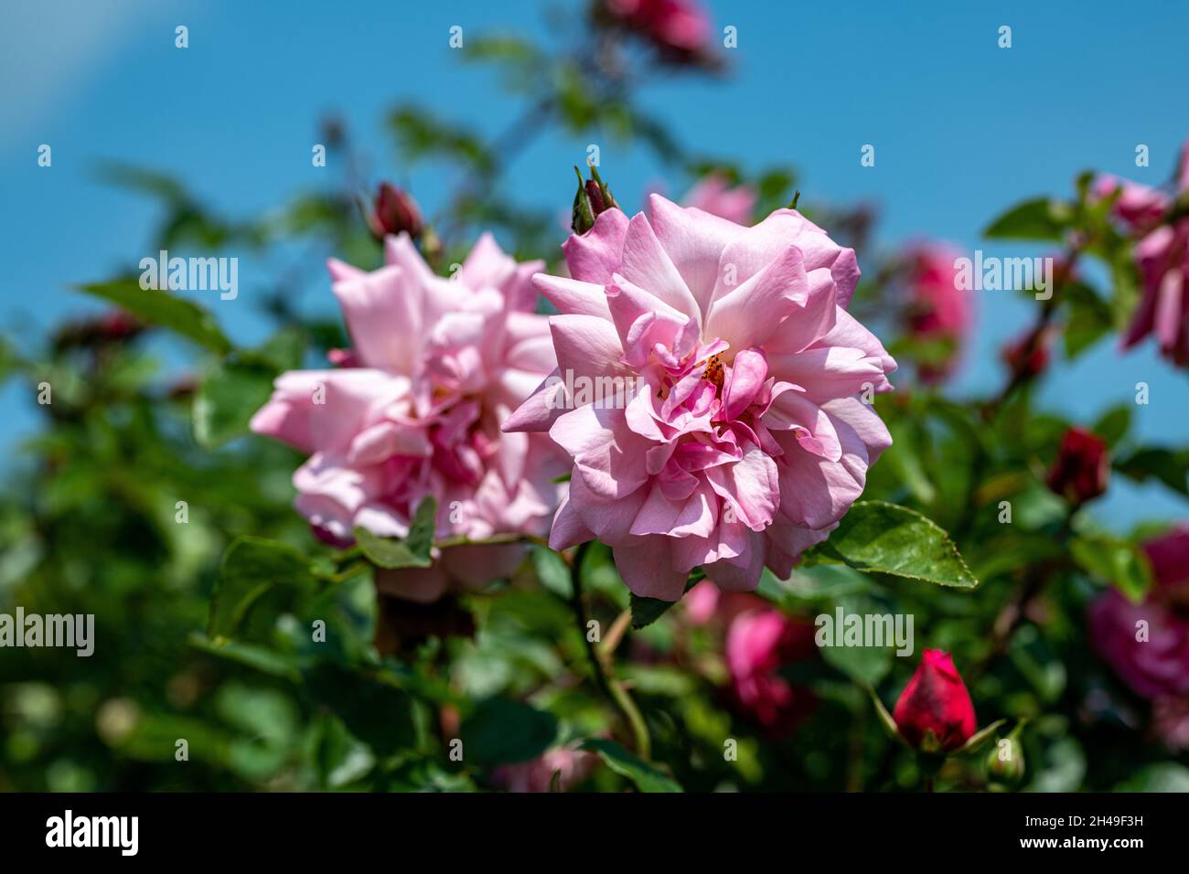 A soft pink rose blooming in a botanical garden with a blue sky as a background. Stock Photo