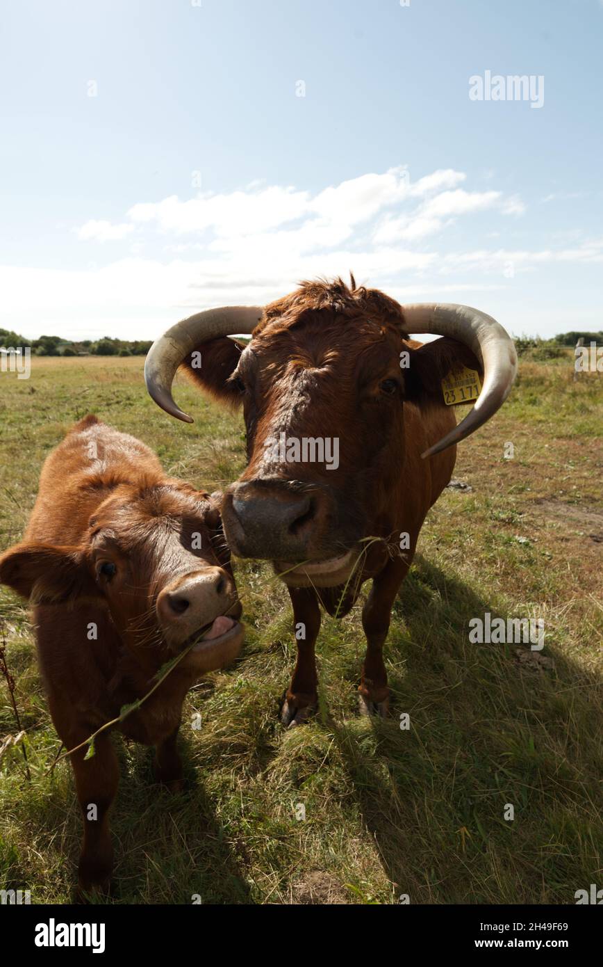 infinite space - Kalb und Kuh nah beieinander Stock Photo