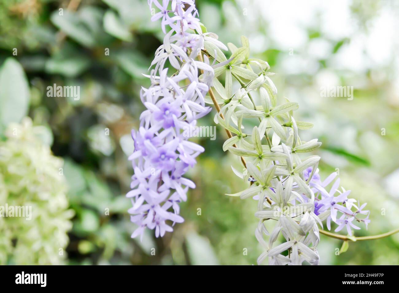 Sandpaper vine, Purple wreath or  Queens wreath or Petrea volubilis L Stock Photo