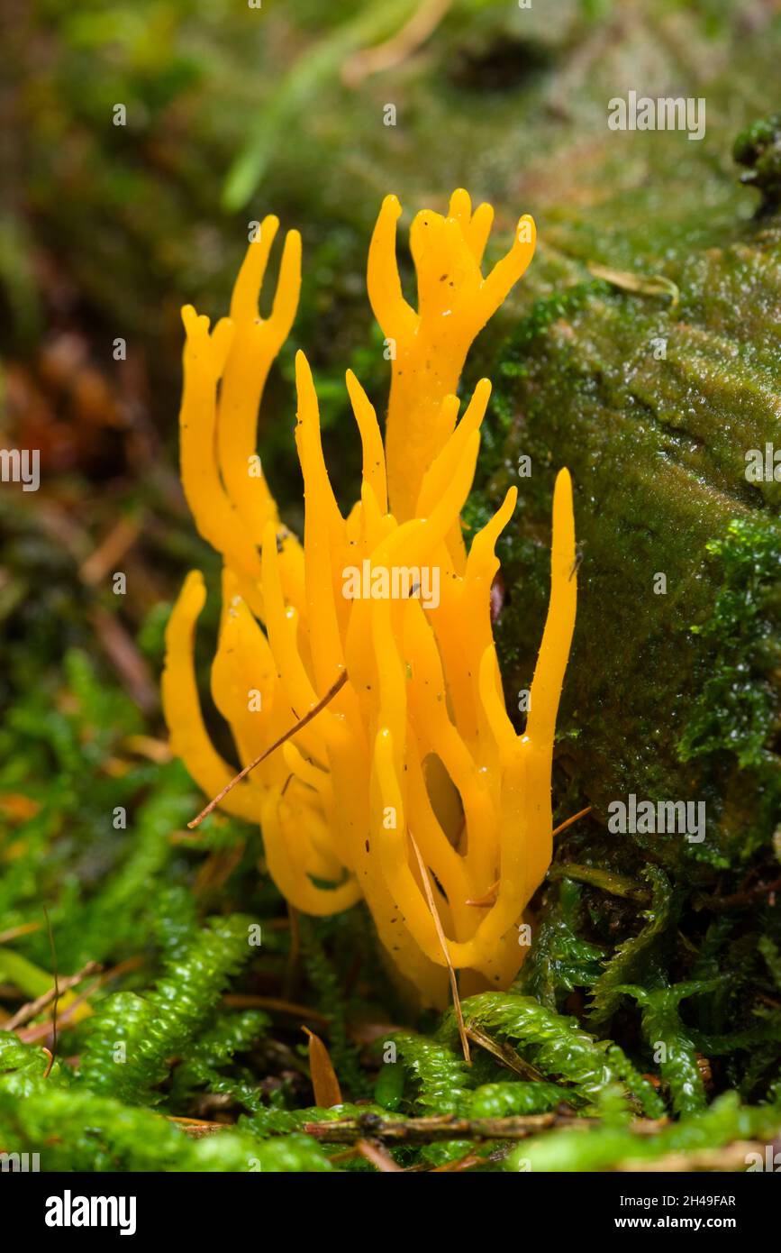 Yellow Stagshorn (Calocera viscosa) growing on decaying wood in a coniferous woodland in the Mendip Hills, Somerset, England. Stock Photo