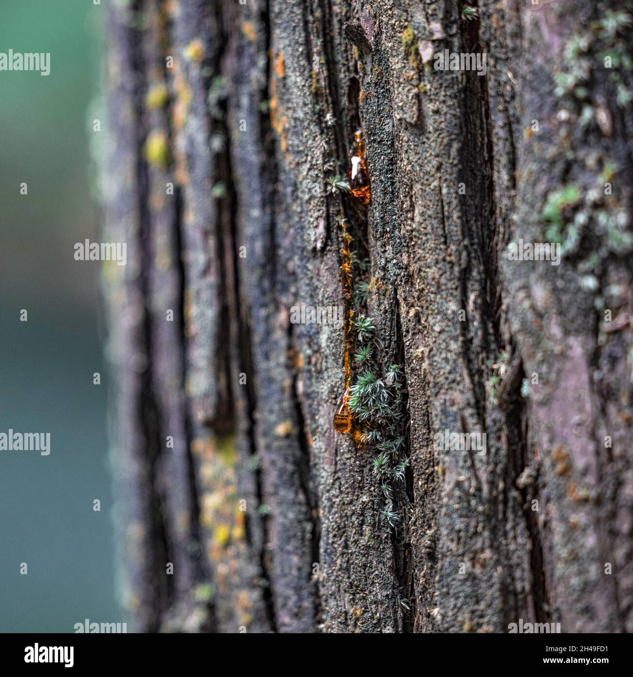 Close up details tree hi-res stock photography and images - Alamy