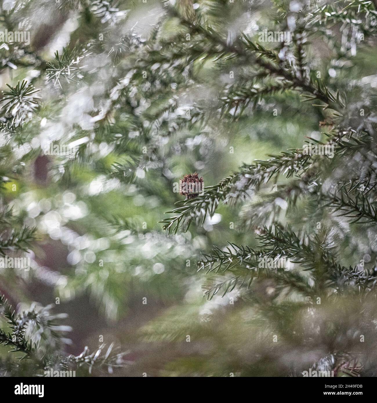 Small pine cone growing on a tree branch Stock Photo - Alamy