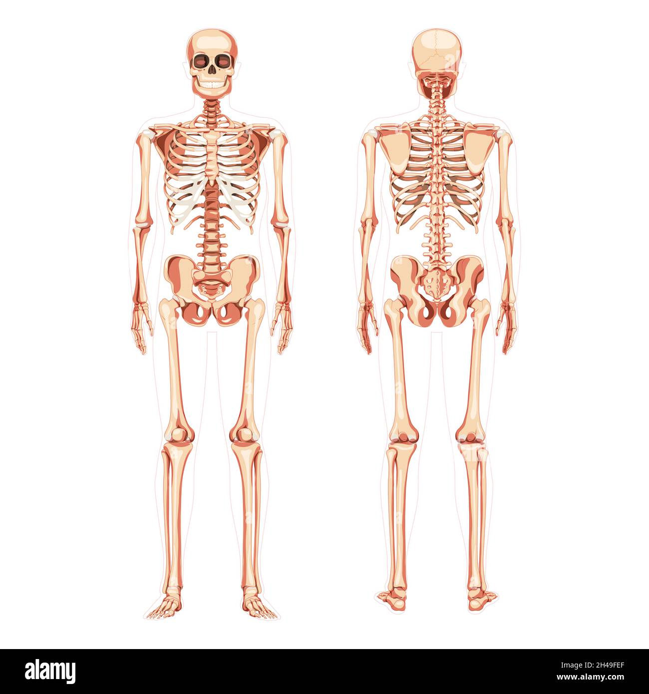 Skeleton Human diagram realistic front back view. Set of flat natural colour Vector illustration didactic board of anatomy isolated on white background medical infographic banner, human skull spine Stock Vector