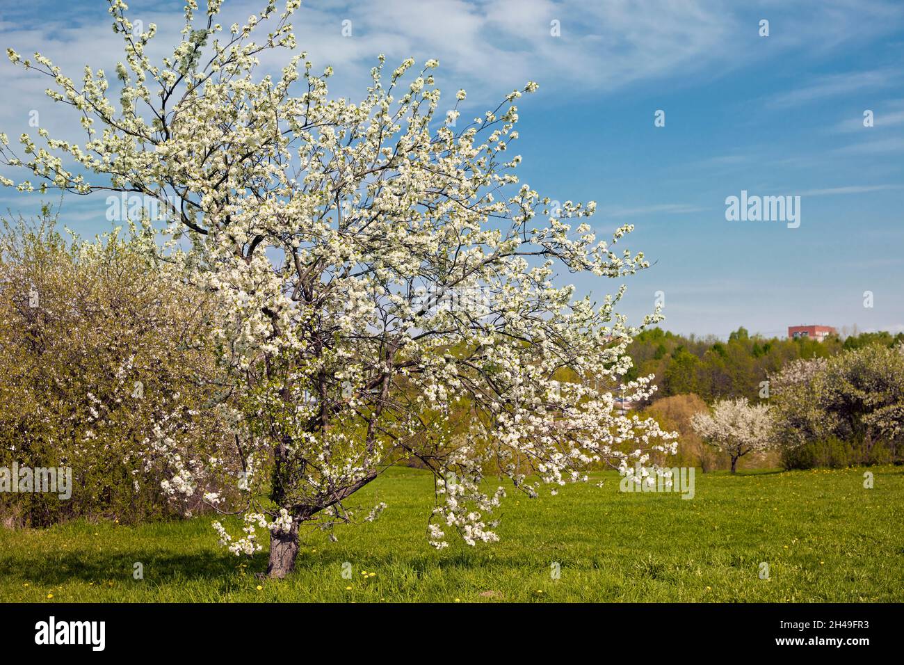 Old apple tree (Malus domestica) blossoming in spring. Kolomenskoye estate, Moscow, Russia. Stock Photo
