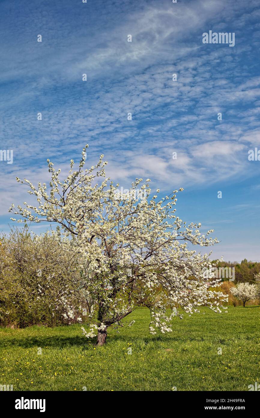 Old apple tree (Malus domestica) blossoming in spring. Kolomenskoye estate, Moscow, Russia. Stock Photo