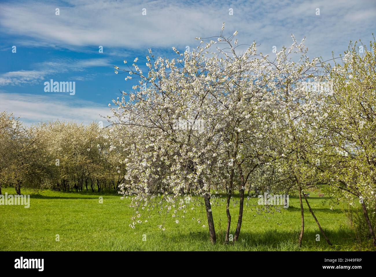Cherry trees (Prunus cerasus) blossoming in spring. Kolomenskoye estate, Moscow, Russia. Stock Photo