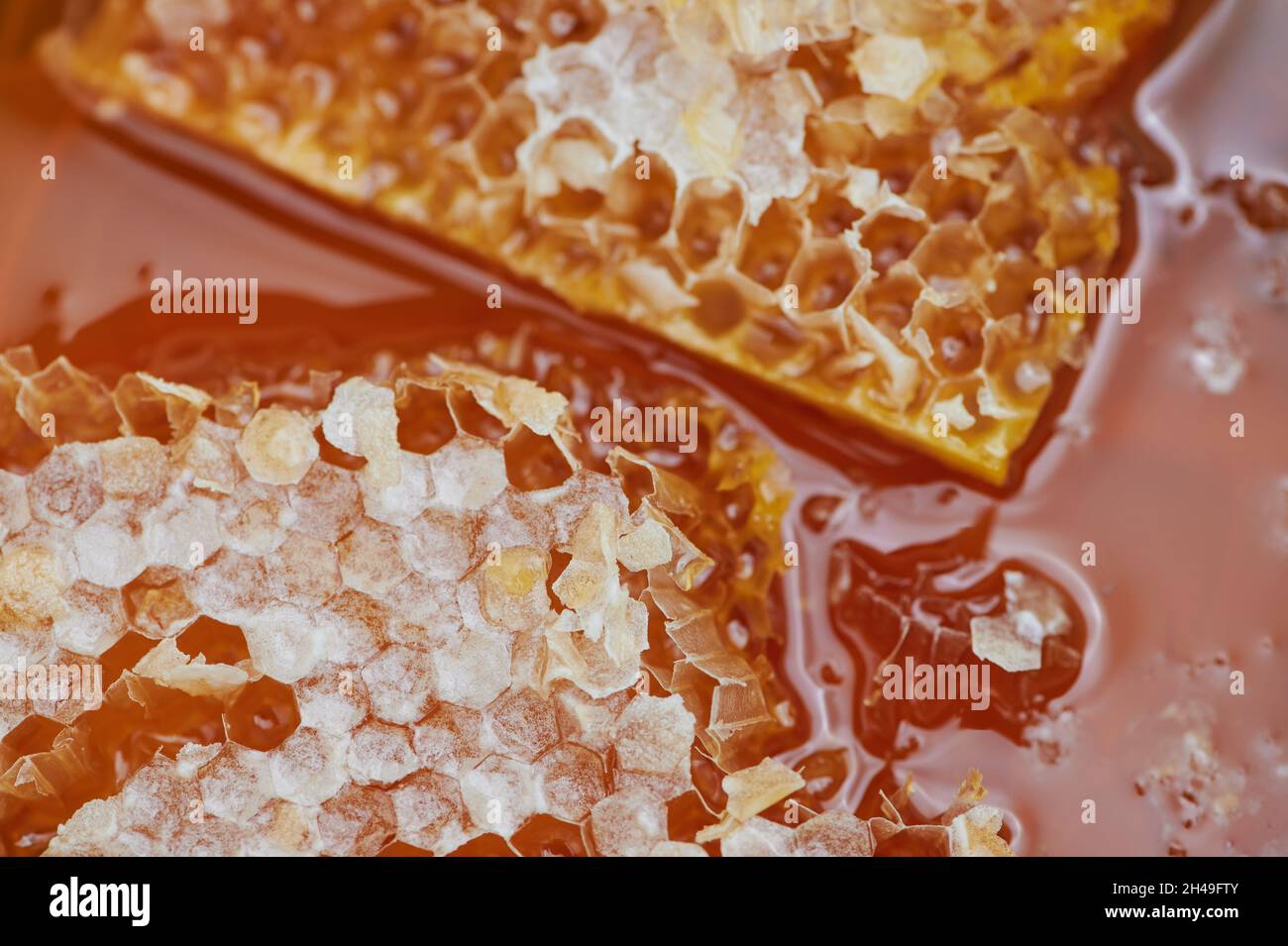 edible bee comb honey Stock Photo Alamy