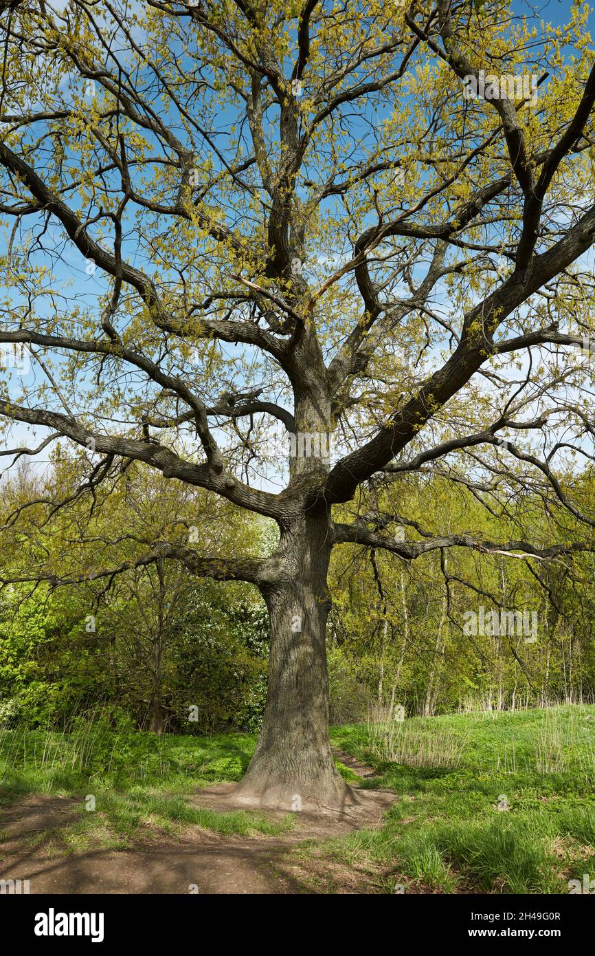 Old oak tree (Quercus robur) coming into leaf in spring. Kolomenskoye estate, Moscow, Russia. Stock Photo