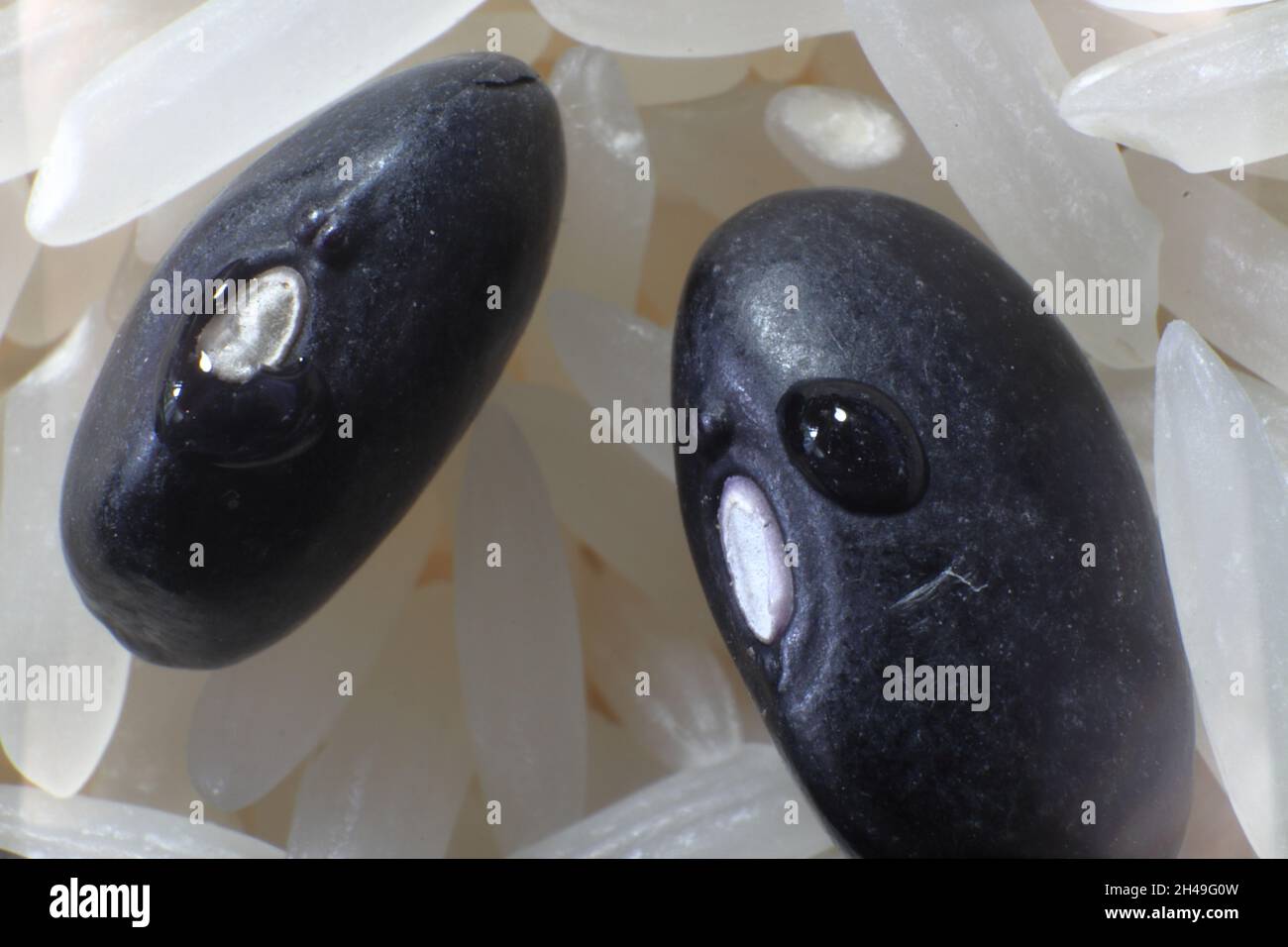 2. Jeff Rice Pinto Pinto and black beans hi-res stock photography and images - Alamy