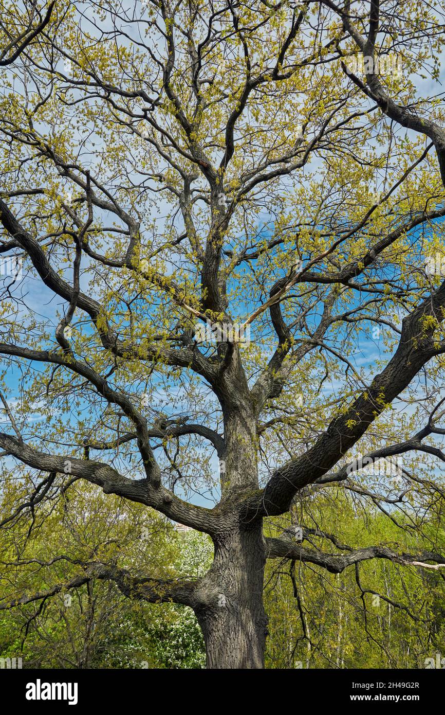 Trunk and brunches of an old oak tree (Quercus robur) coming into leaf in spring. Kolomenskoye estate, Moscow, Russia. Stock Photo