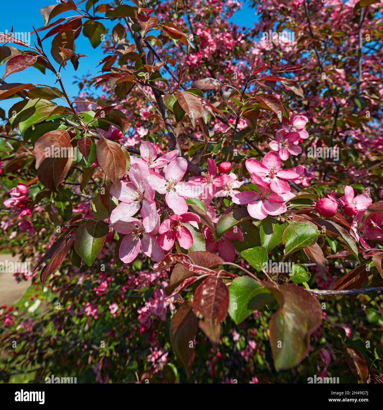 Blossoming branch of Niedzwetzky's apple tree (Malus niedzwetzkyana ...