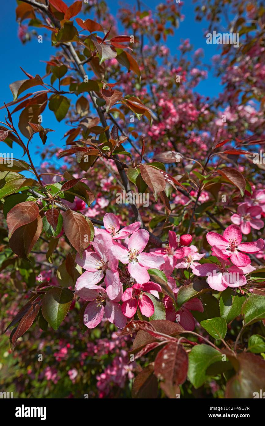 Blossoming branch of Niedzwetzky's apple tree (Malus niedzwetzkyana). Kolomenskoye estate, Moscow, Russia. Stock Photo