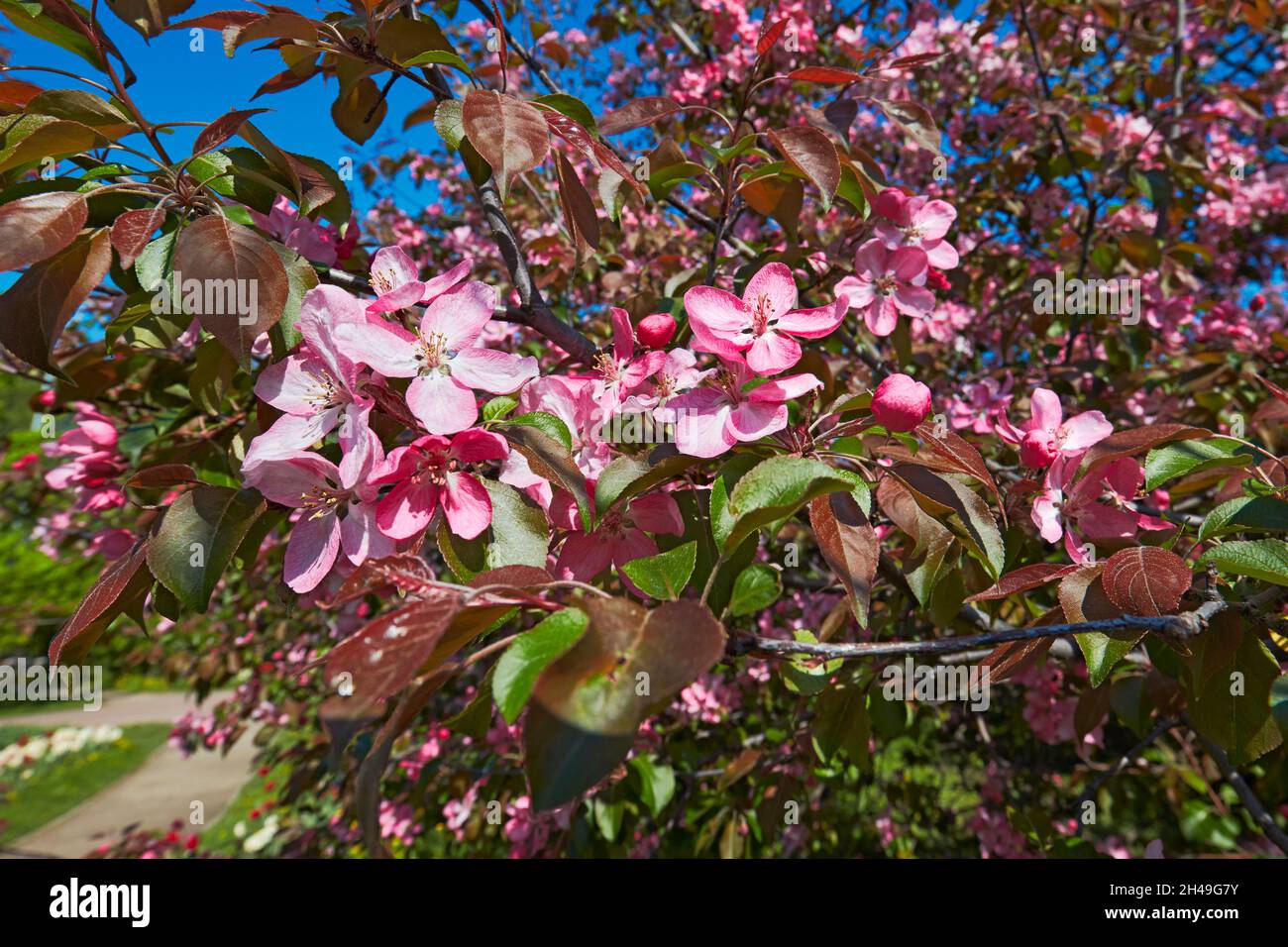 Blossoming branch of Niedzwetzky's apple tree (Malus niedzwetzkyana ...